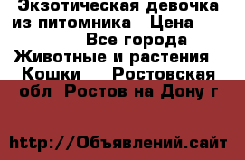 Экзотическая девочка из питомника › Цена ­ 25 000 - Все города Животные и растения » Кошки   . Ростовская обл.,Ростов-на-Дону г.